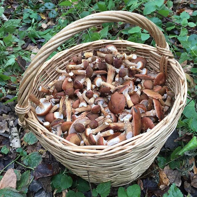 Грибы в октябре. Лесные грибы в октябре. Сбор грибов в октябре. Грибы центрального Черноземья.