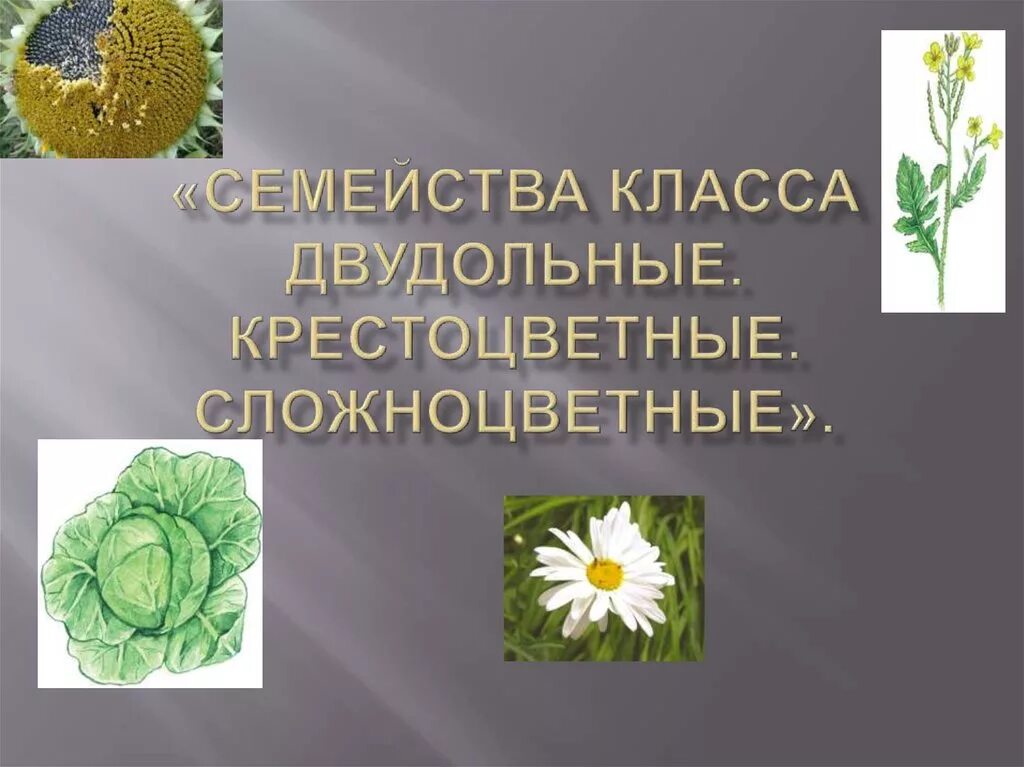 Класс крестоцветных 6 класс