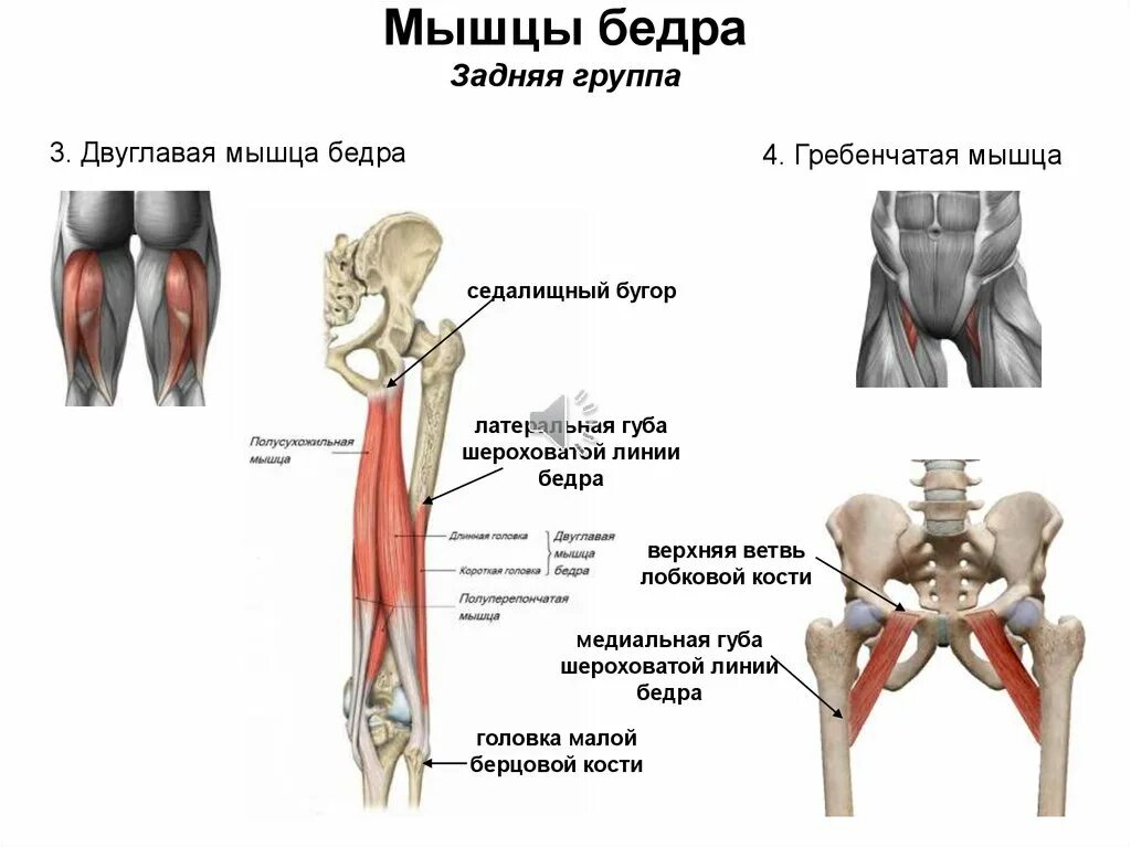 Бедра снизу. Мышцы задней группы мышц бедра. Точки крепления двуглавой мышцы бедра. Короткая головка двуглавой мышцы бедра. Бицепс бедра анатомия крепления.