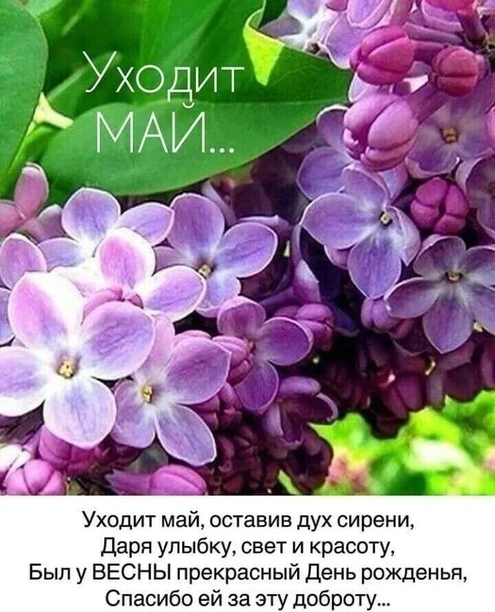 Уходит май оставив дух сирени картинки. Уходит май оставив дух сирени стихи. Прошедший май. Прошедший май. Прошедший май.