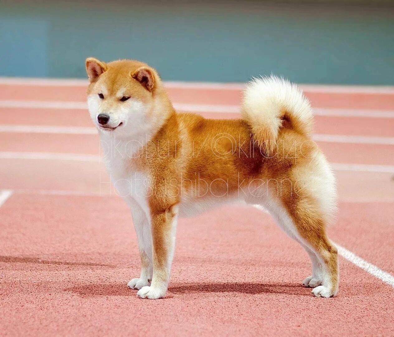 Собака сиба характеристики. Сиба ину. Сиба-ину породы собак. Японская порода собак сиба-ину. Грумминг сиба ину.