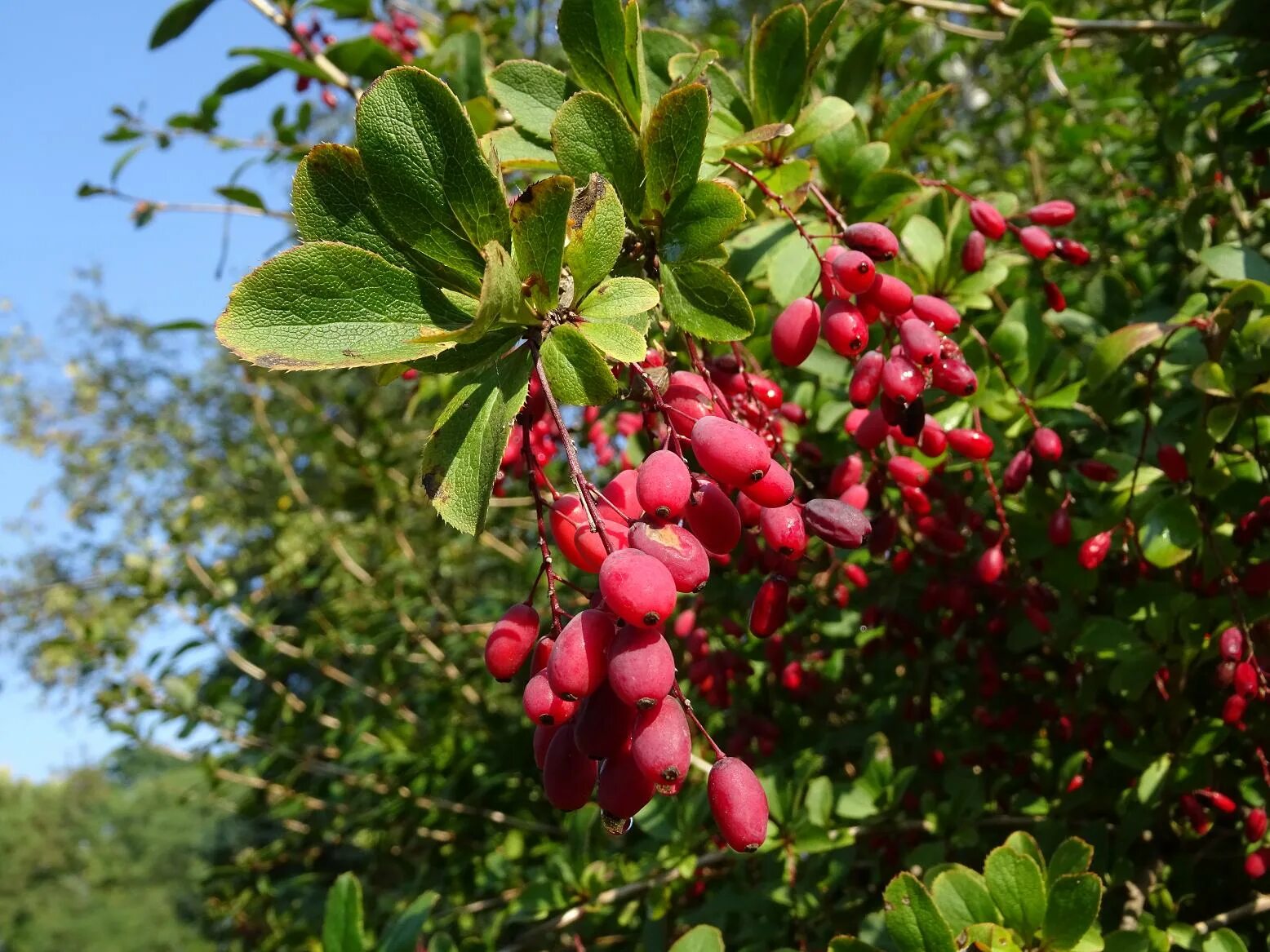 барбарис обыкновенный berberis vulgaris. барбарис сибирский куст. барбарис амурский berberis amurensis. барбарис обыкновенный (vulgaris). ).