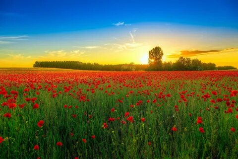 Лето красное картинки красивые