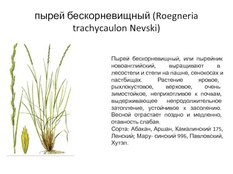 Пырей настойка. Пырей ползучий корень. пырей бескорневищный характеристик. корневище растения пырей. пырей ползучий лечебные свойства корень.