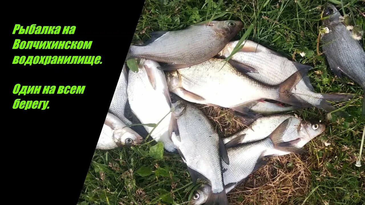 Магнитогорское водохранилище белый амур. Волчихинское водохранилище рыбалка 2022. Волчихинское водохранилище въезд к берегу. Труба на волчихинском водохранилище. Волчихинское водохранилище рыба.