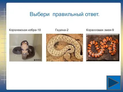 Королевский ответ