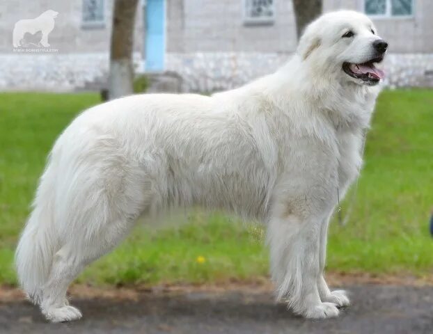 Pyrenean Shepherd (With images) Pyrenean shepherd, Dog breeder, Dogs