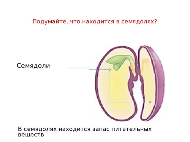 Строение семядоли. Строение семени фасоли. Семядоли фасоли. Схема строения семени фасоли. Какую функцию выполняют семядоли у растений