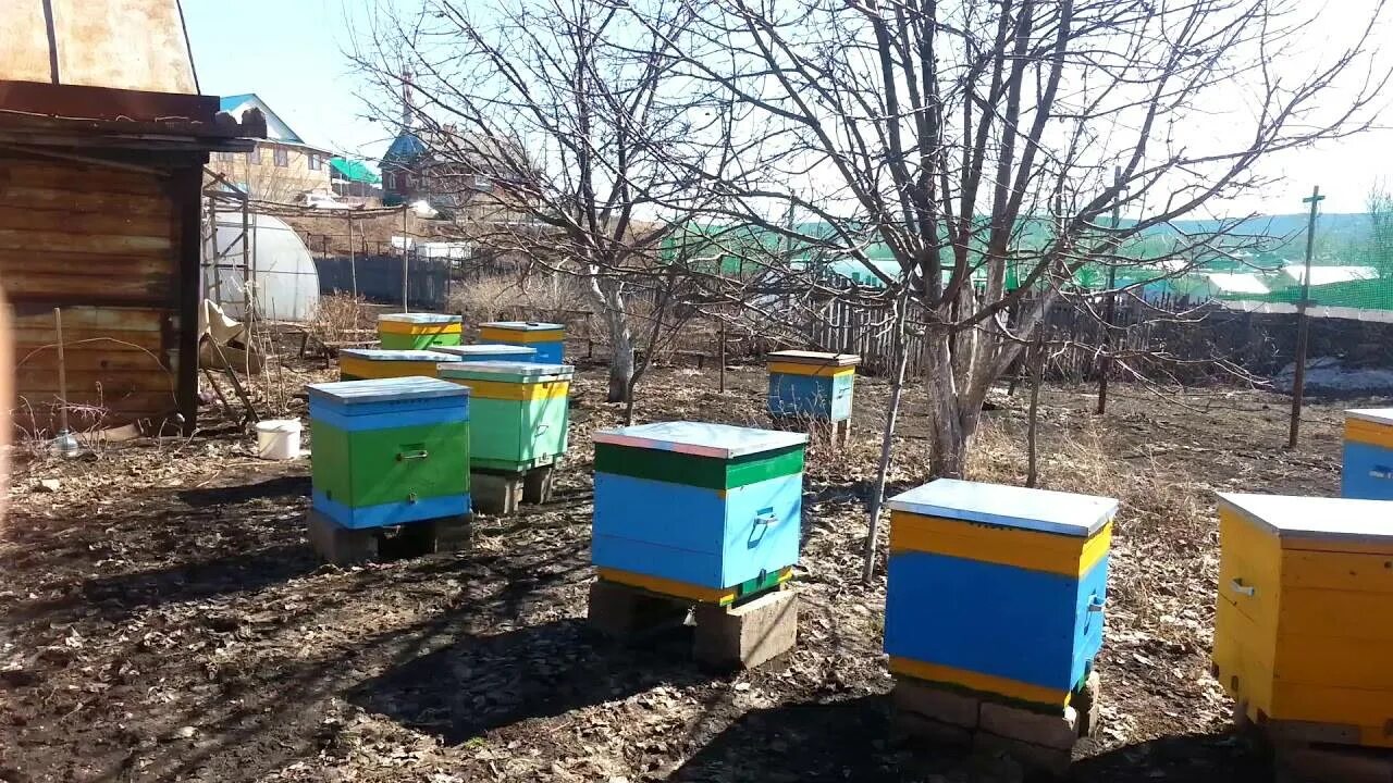 Пчелы весной после зимовки. Весенний облет пчел. Очистительный облет пчел. Первый облет пчел. Пчёлы весной после зимовки.