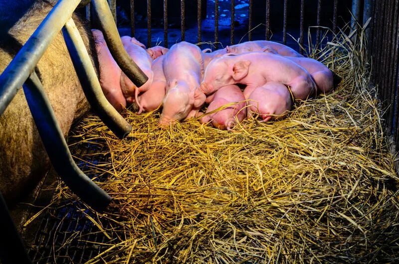 13 свиней. Новорожденные поросята. Спящие свиньи. Спящий поросенок. Поросята спят в загоне.