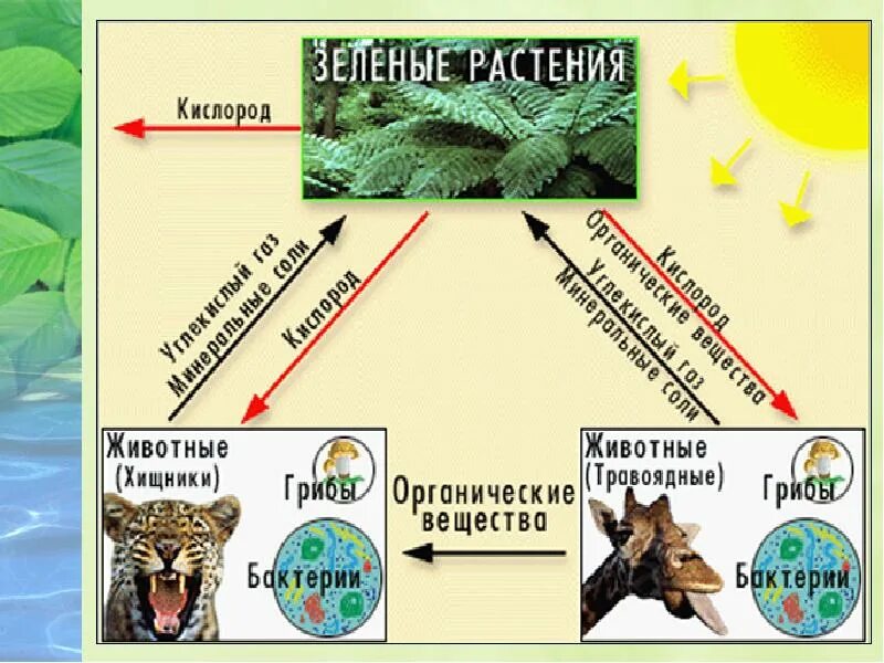 Значение биосферы. Биосфера 6 класс. биосфера презентация 6 класс. схема значение биосферы для человека. презентация на тему биосфера 6 класс животные.