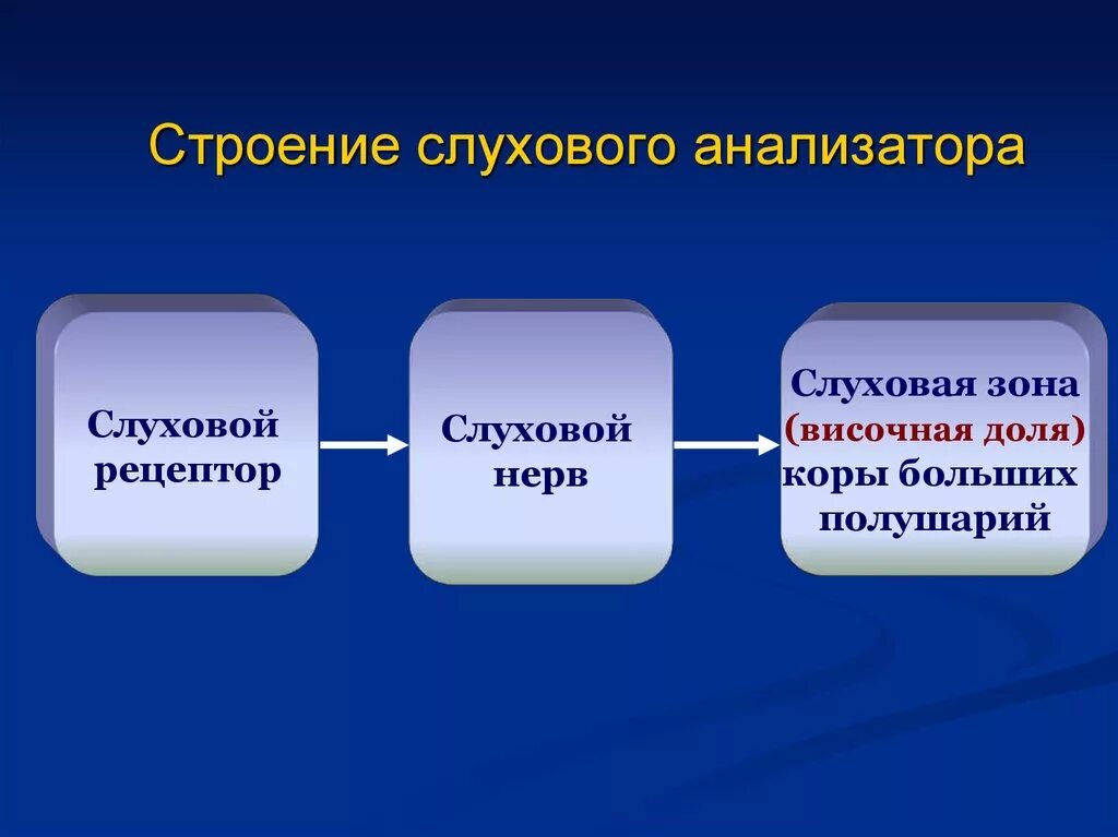 Структура слухового анализатора анатомия. Строение слухового анализатора 8 класс биология. Слуховой анализатор 8 класс биология. Строение слуховоготанализатора. Понятие слухового анализатора