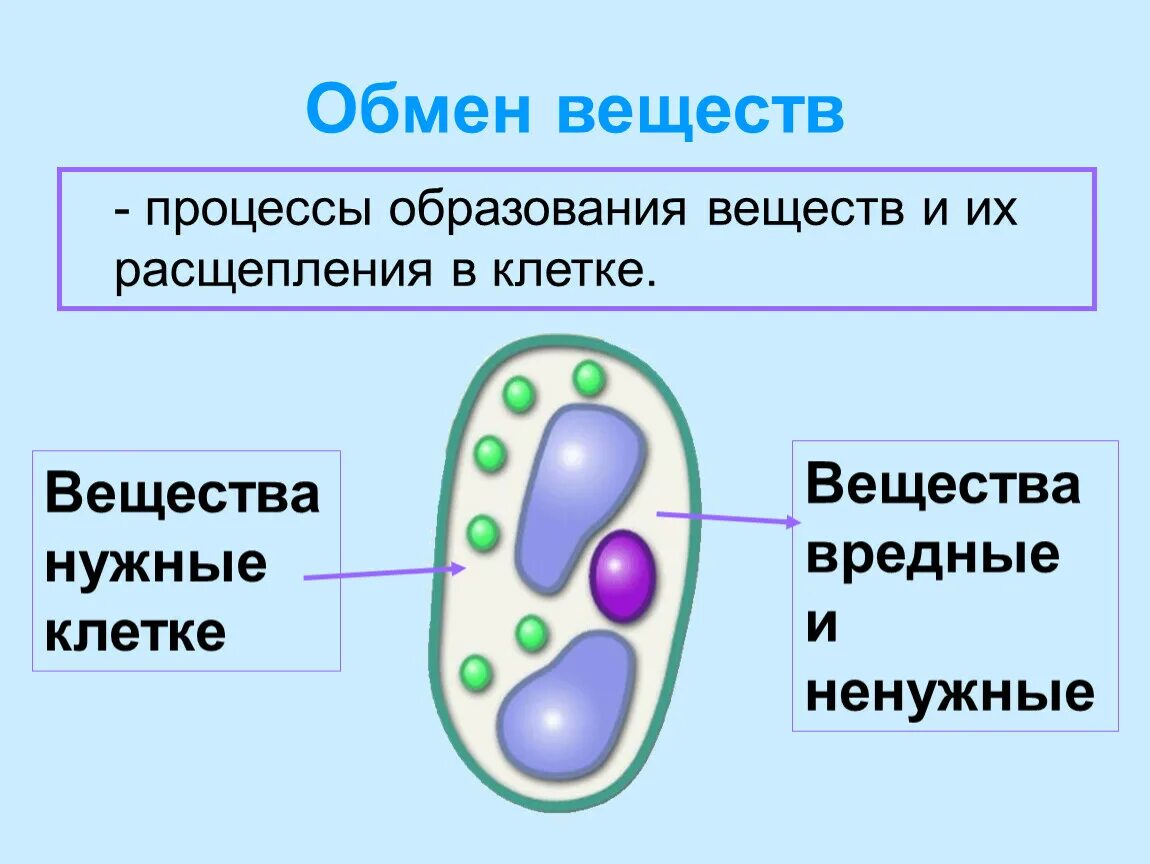 Основной процесс клеточного обмена. Процессы жизнедеятельности растительной клетки 6 класс биология. Жизнедеятельность клетки обмен веществ 5 класс.