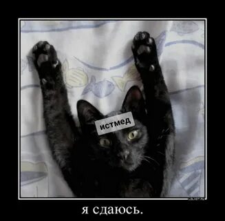 Мы не знаем сдаемся