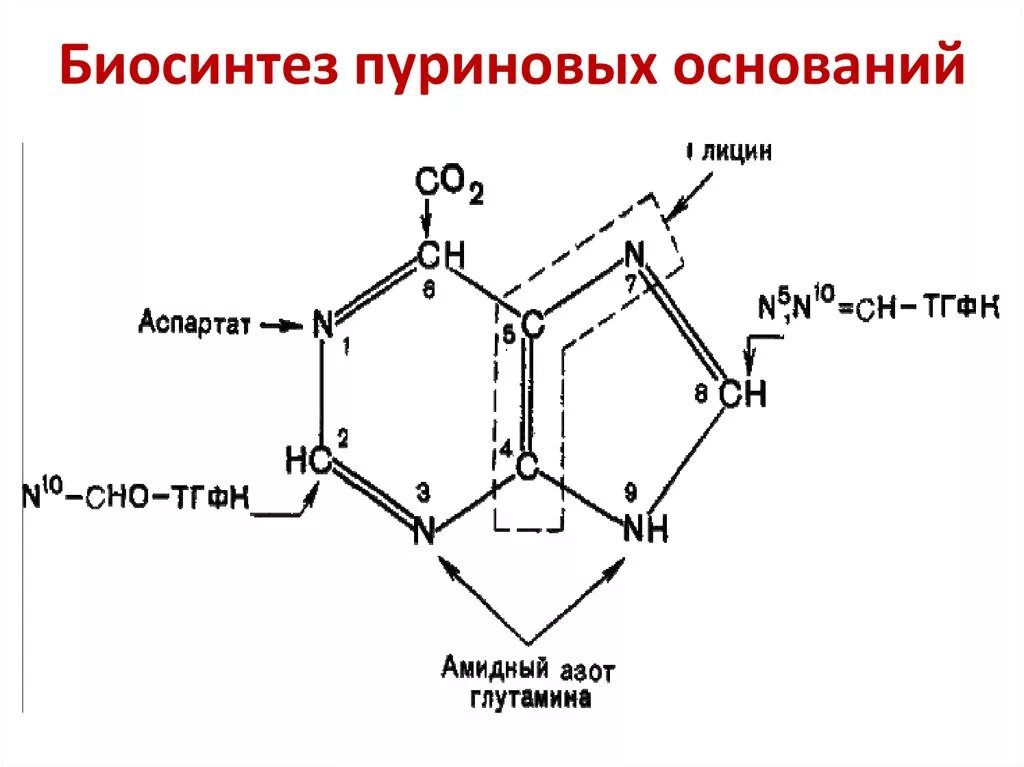 Синтез пуриновых оснований