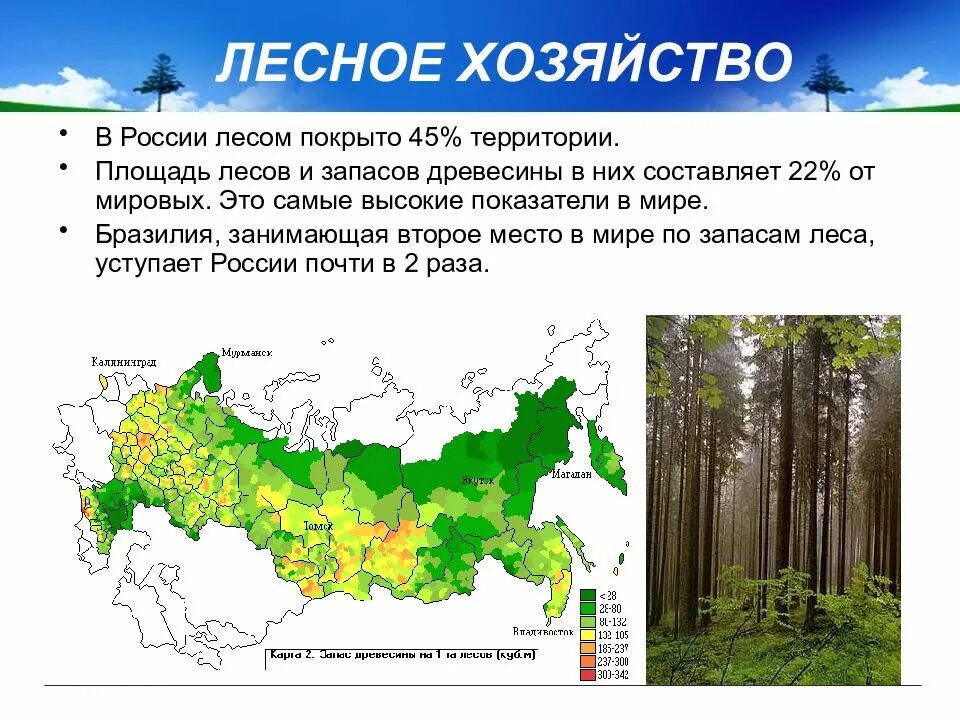 Большая часть составляющей. Территории лесного хозяйства России. Площадь лесов. Площадь лесов в России. Сколько лесов в России.