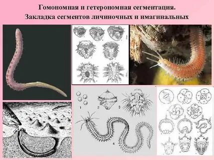 Сегментация червей