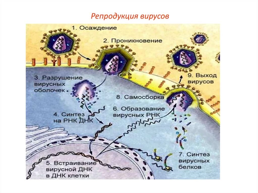 Способ репродукции вирусов. Стадии репродукции вирусов микробиология. Основные этапы репродукции вирусов. Этапы репродукции вируса в клетке. Последовательность этапов репродукции вирусов.