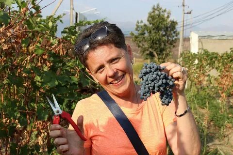 Молдаванка собирает виноград
