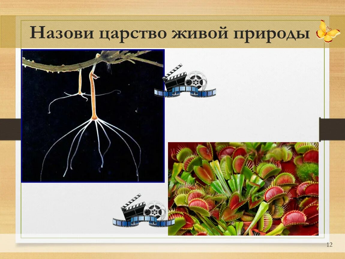 Разнообразие живой природы. Царства живой природы. Царство животных 5 класс биология.