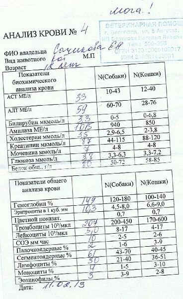 Какую мочу сдавать при цистите. Биохимический анализ крови при остром цистите. анализ крови при цистите у кошек.