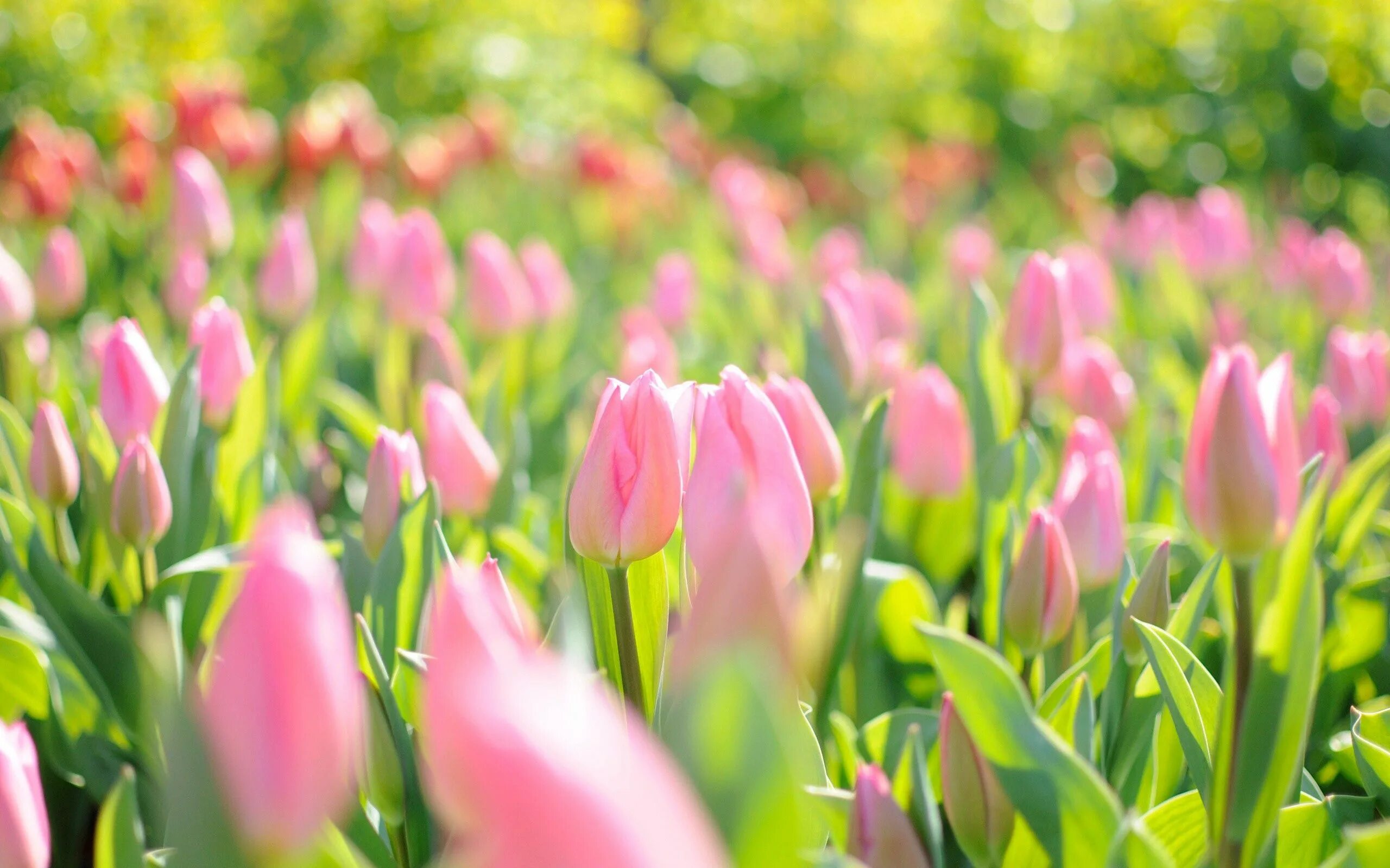 Красивые весенние цветы. Весенние тюльпаны. Розовые тюльпаны.