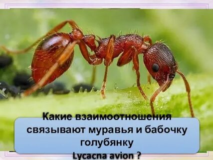 Взаимоотношения муравьев