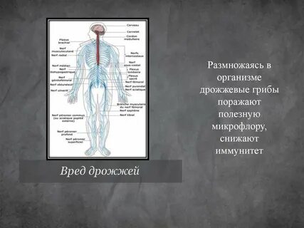 Дрожжи организм