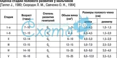 таблица размеров полового члена