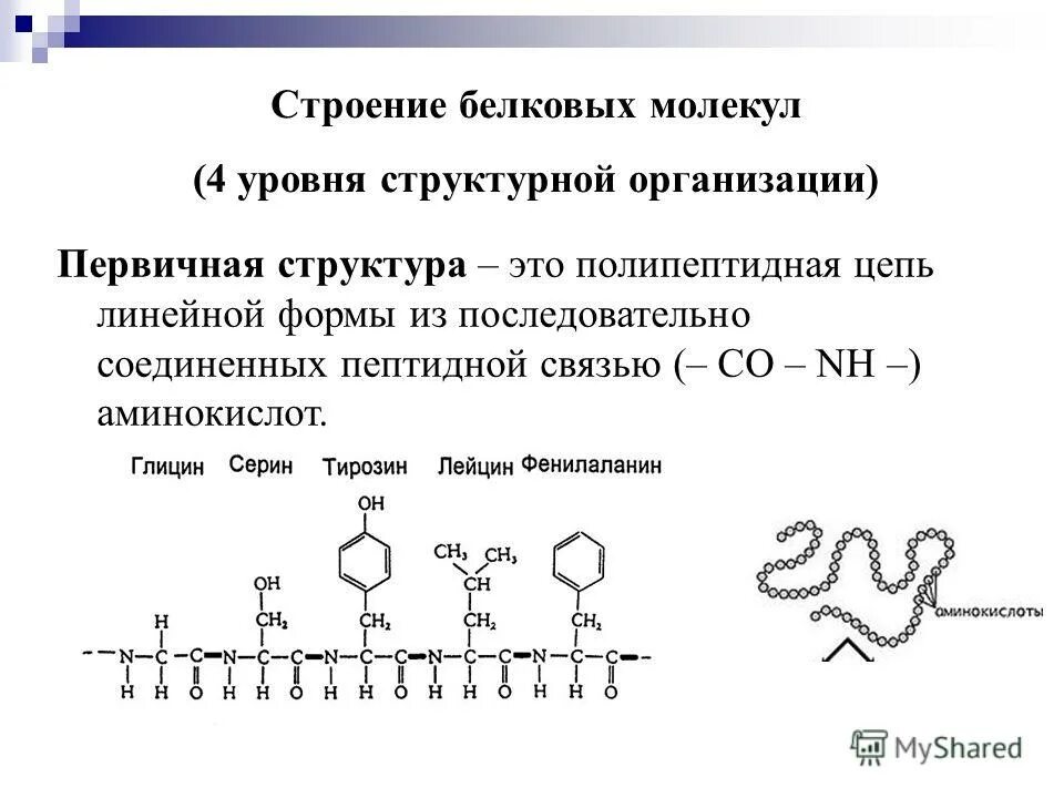 первичная структура белков. первичная структура белковой молекулы. первичная структура белка вторичная структура белка третичная. первичная структура белка аминокислоты. форма первичной структуры.