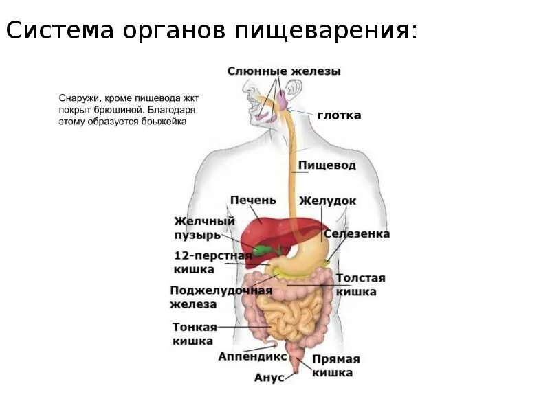 Пищеварительная система человека. Пищеварительная система человека схема ЕГЭ. Анатомическое строение пищеварительной системы человека. Строение пищеварительной системы человека схема ЕГЭ. Изменение пищи в пищеварительной системе