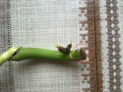 Укоренение монстеры черенками