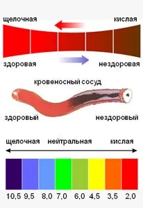 Уровень ph в организме