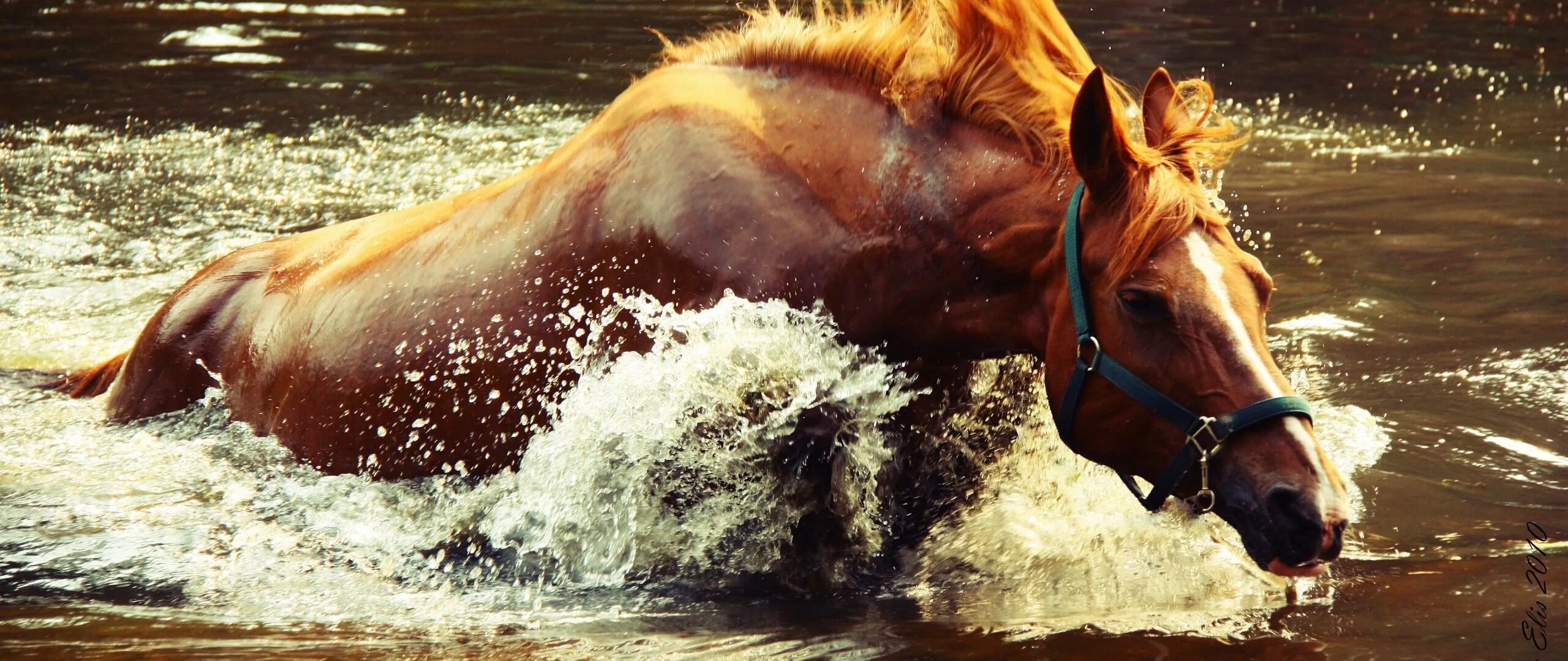 Лошади в воде. Лошадь плывет. Лошади в океане. Лошадь в прыжке.