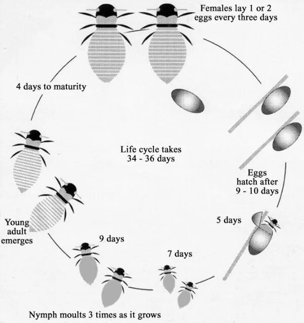 Task cycle. Ielts life cycle diagram. writing task 1 life cycle. task 1 life cycle ielts. ielts cycle.