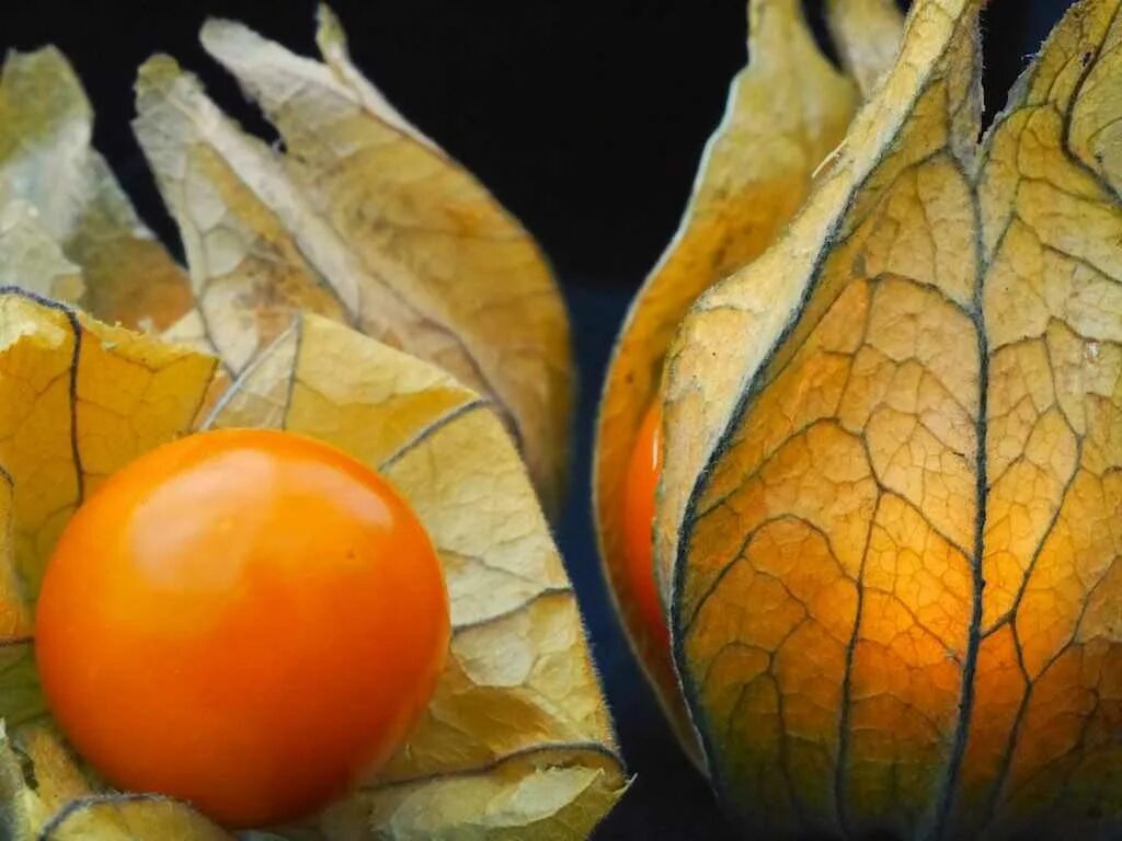 Физалис алькекенги. Физалиса ягоды. Физалис растение листья. Оранжевые ягоды физалис.