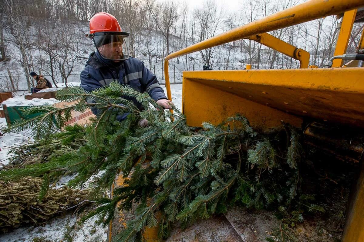 Куда отнести елку после нового года. Утилизация елок. переработка елок. сбор елок для утилизации. сбор новогодних елок.