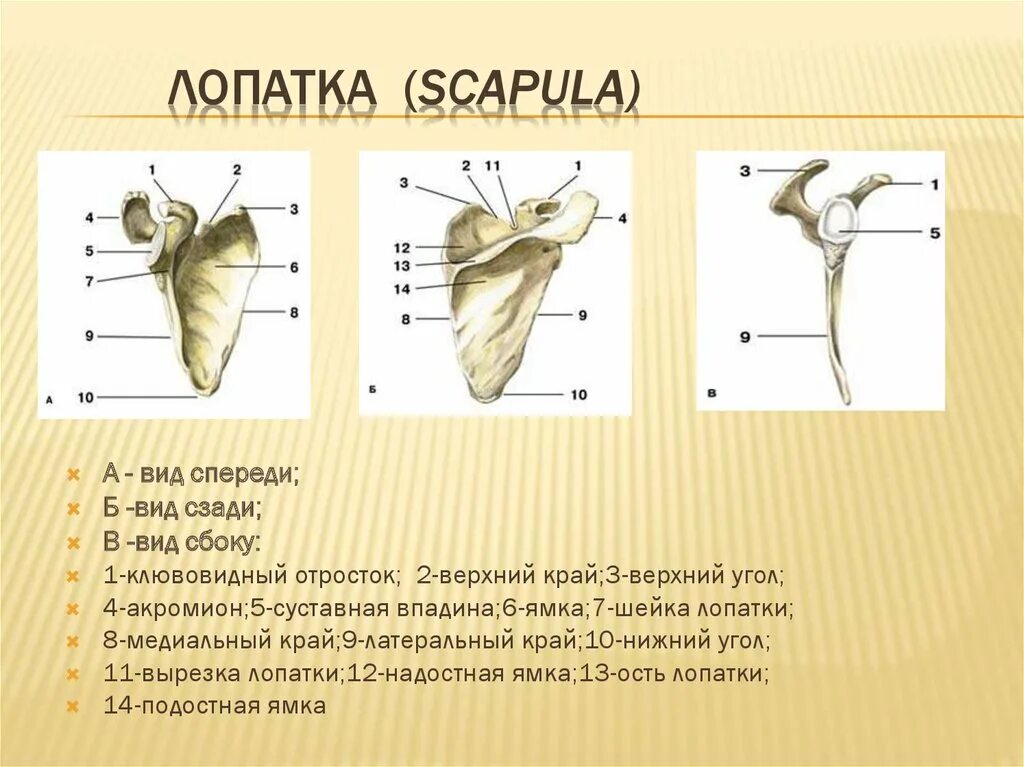 Строение лопатки. Строение лопатки вид спереди. Надсуставной бугорок лопатки.