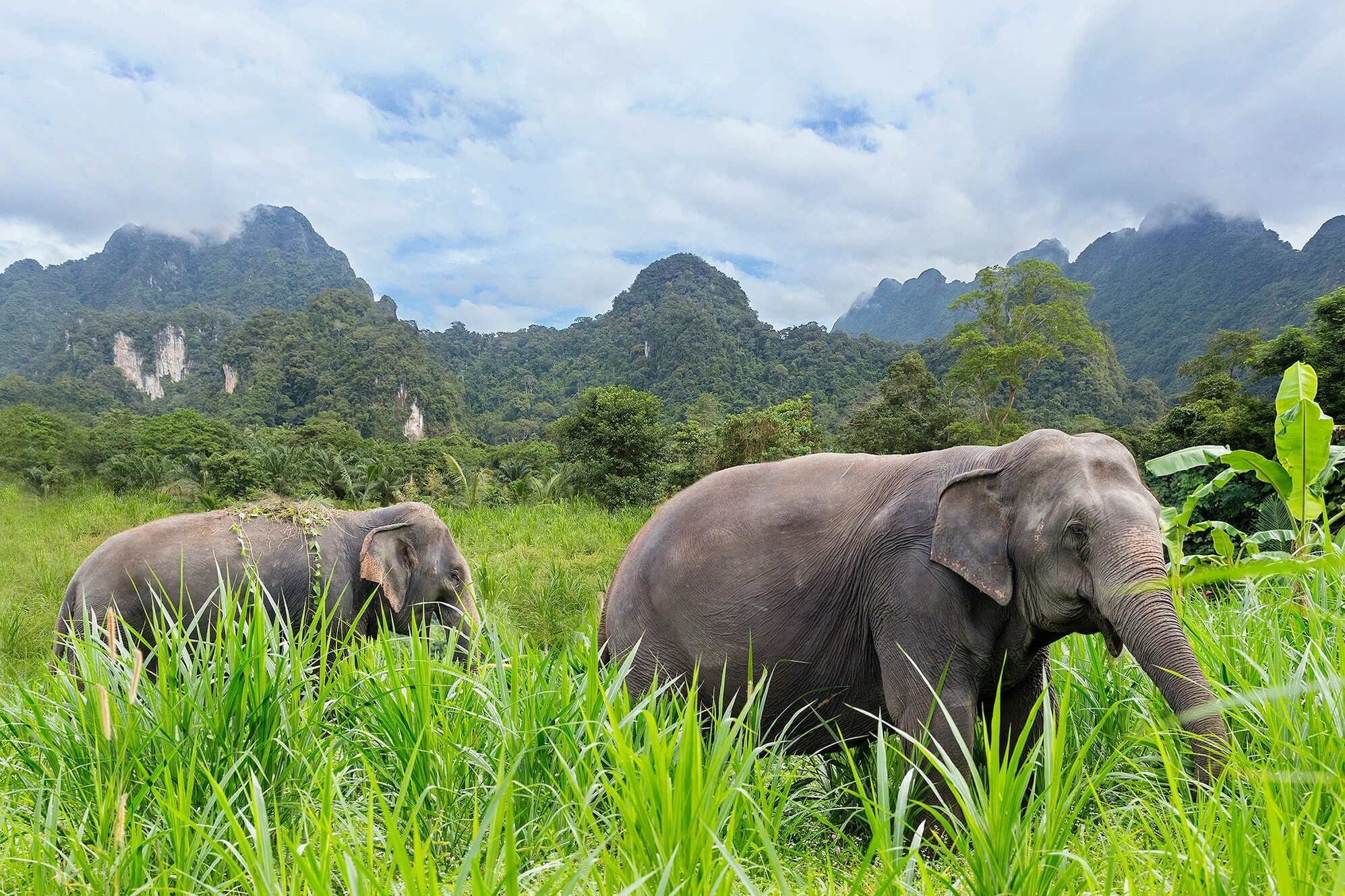 Elephant sanctuary park. Джунгли слон Таиланд. Животные Таиланда. Тайланд животный мир.