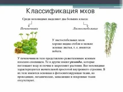 Моховидные по типу питания