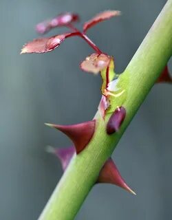 Thorn rose
