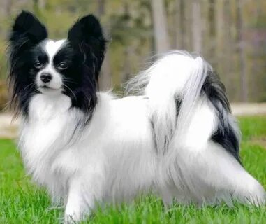 De papillon