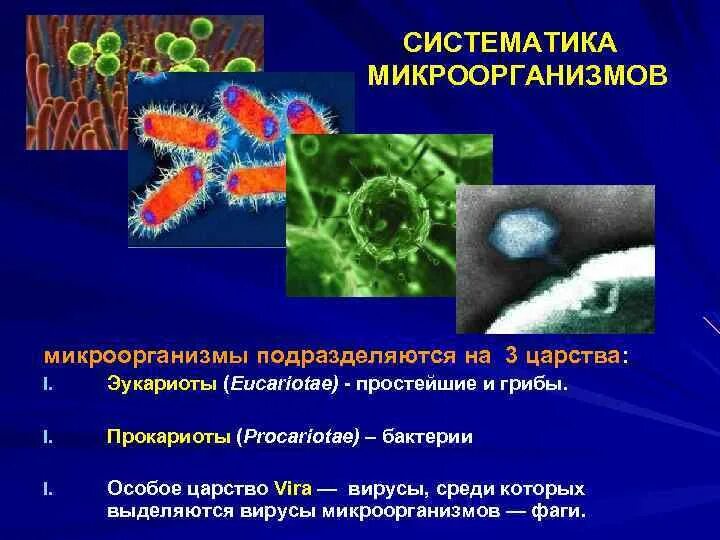 Прокариоты вирусы бактерии