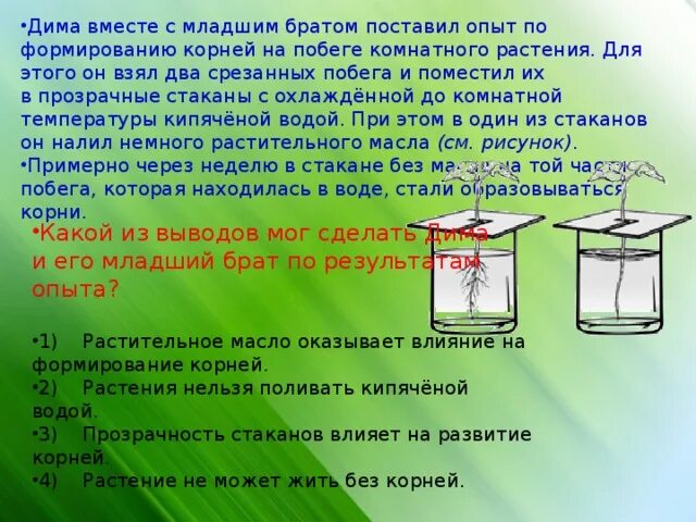 На основании результатов опытов. Опыты с растениями. Опыт с маслом и водой. Опыты с растениями ВПР. Опыты с корнями растений.