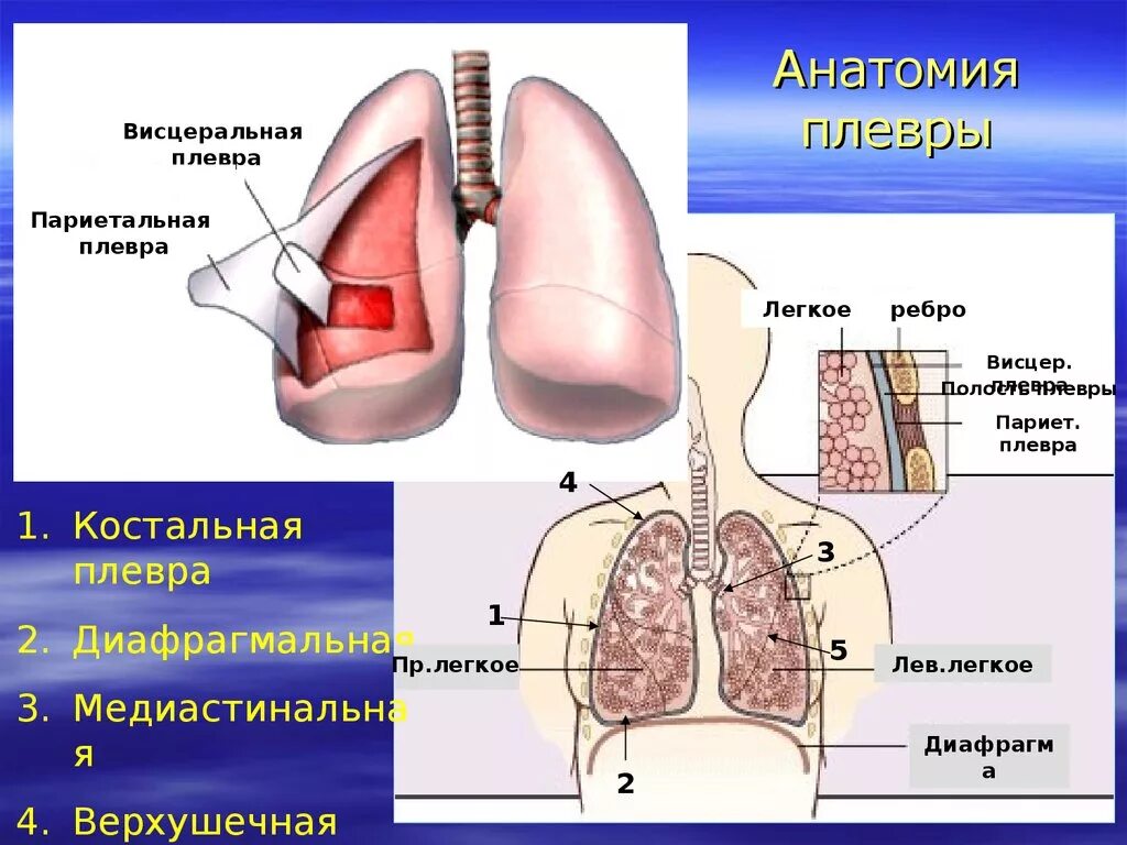 Органы плевральной полости. Париетальная плевра легких. Париетальная плевра грудной клетки. Плевра расположение строение функции. Висцеральный листок плевры.