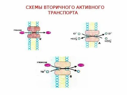 Примеры первичного транспорта