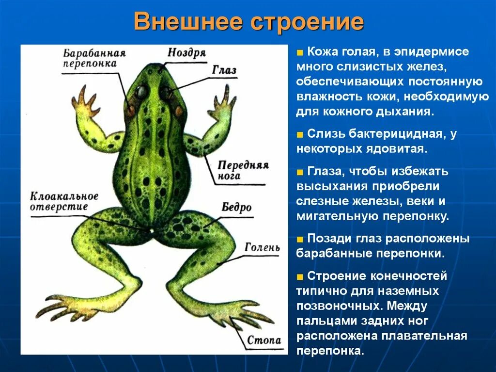 Особенности строения и образа. Класс земноводные амфибии строение внешнее. Класс земноводные 7 класс. Наружное строение земноводных. Основные структуры у земноводных.