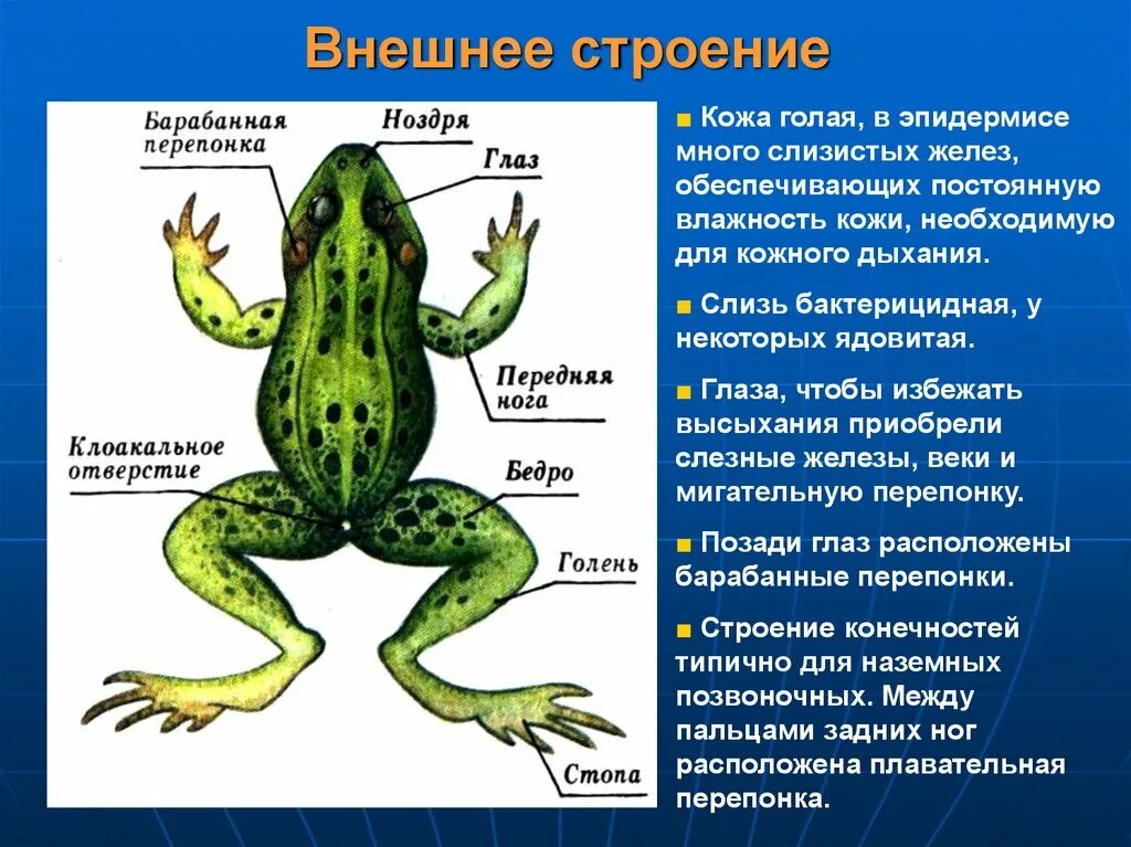 Особенности образа жизни лягушки. Внешнее строение лягушки 7. Основные структуры у земноводных. Строение тела класс земноводные 7 класс амфибии. Биология 7 класс земноводные внешнее строение лягушки.