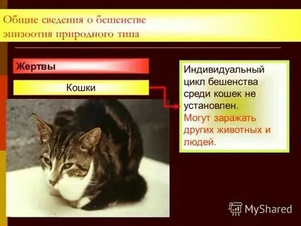От бешенства умирают кошки. Листовки в защиту бездомных животных. От бешенства умирают кошки. Коты больные бешенством. От бешенства умирают кошки.
