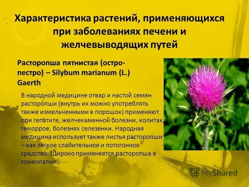 Сироп расторопши. Расторопша молочная. Расторопша табл эвалар. Расторопша при каких заболеваниях. Для чего полезна расторопша.